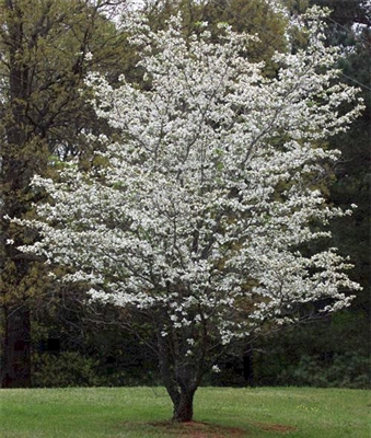 Flowering Dogwood